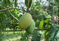 Grafted Mango Tree 3–4 Feet Tall Coconut Cream Variety Mangifera indica | BloomHavenNursery