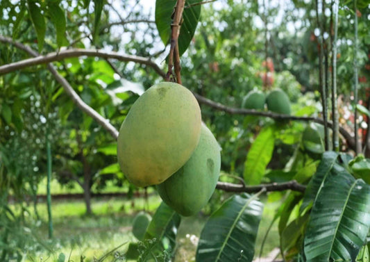 Grafted Mango Tree 3–4 Feet Tall Coconut Cream Variety Mangifera indica | BloomHavenNursery