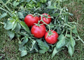 60+ Ace 55 Tomato Seeds – Heirloom Non-GMO Vegetable Seeds for Garden Planting, Red Medium-Size, Low Acid, Reliable Garden Variety