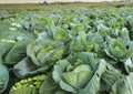 200+ Early Jersey Wakefield Cabbage Seeds – Heirloom Non-GMO Vegetable Seeds for Garden, Pointed Heads, Early Harvest, Sweet Crisp, Brassica oleracea