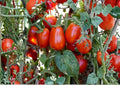 Roma Tomato Seeds 10+ Heirloom Non-GMO Vegetable Seeds for Garden Planting, Classic Plum Paste Tomato, Firm Red Fruits, Canning Variety