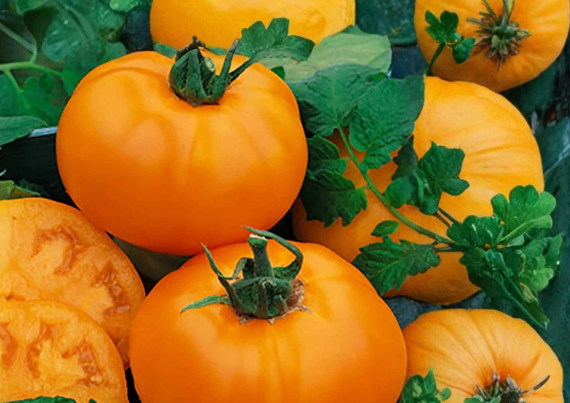Golden Jubilee Tomato Seeds – Heirloom Non-GMO Vegetable Seeds for Garden, Bright Orange, Low Acid, Sweet Flavor, BloomHavenNursery