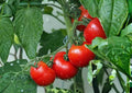30+ Ace 55 Tomato Seeds Heirloom Non-GMO Vegetable Seeds for Garden Planting, Red Medium-Size, Low Acid, Reliable Variety