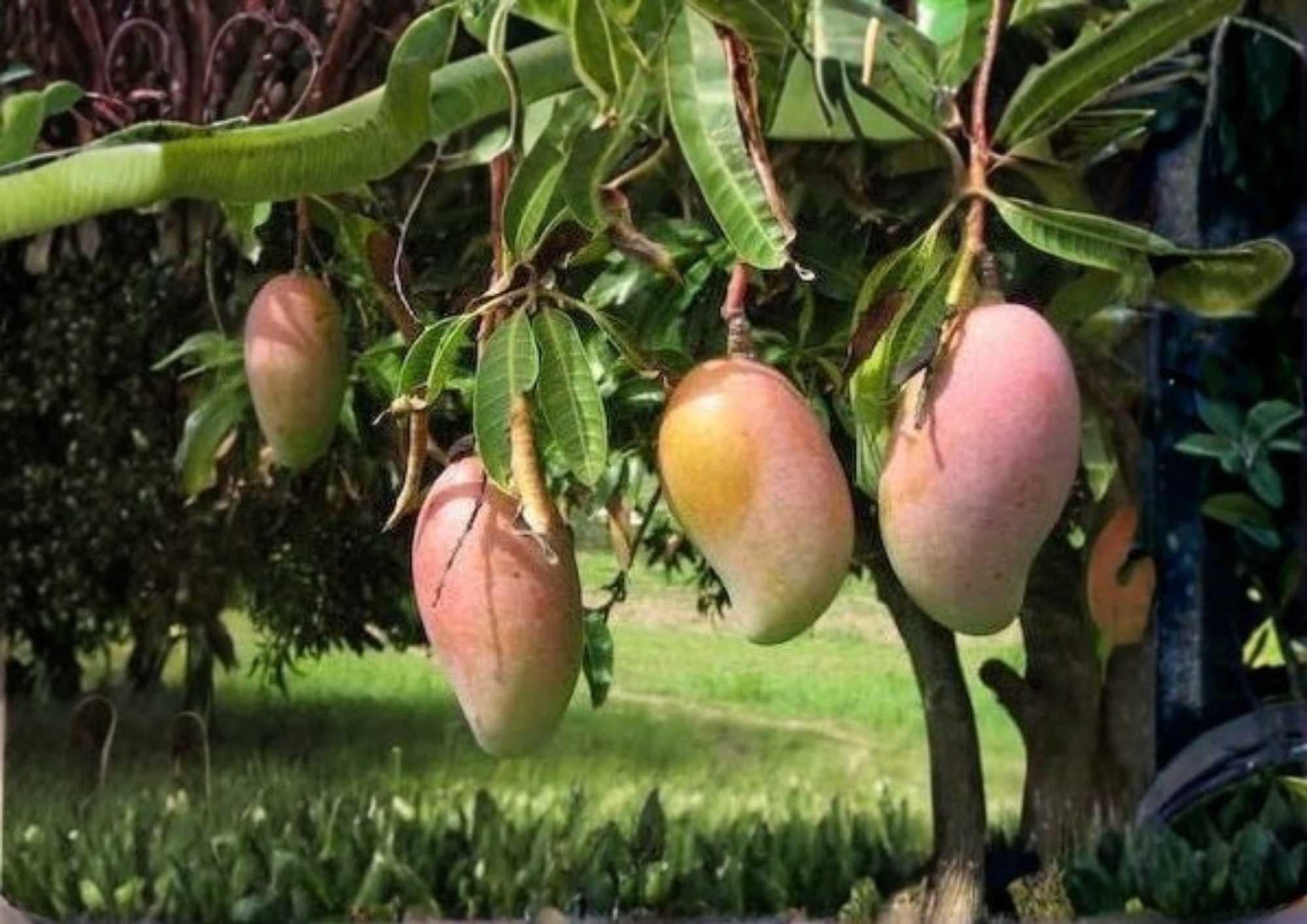 Ivory Grafted Mango Tree 12–24 Inches Tall – Mangifera indica – Fruit Tree, Tropical, Live Plant, Fresh Stock