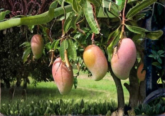 Ivory Grafted Mango Tree 12–24 Inches Tall – Mangifera indica – Fruit Tree, Tropical, Live Plant, Fresh Stock