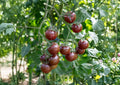 Paul Robeson Tomato Seeds – Heirloom Vegetable Seeds for Garden, Dark Red Brown Tomato, Rich Smoky Flavor, Medium Large, Non-GMO