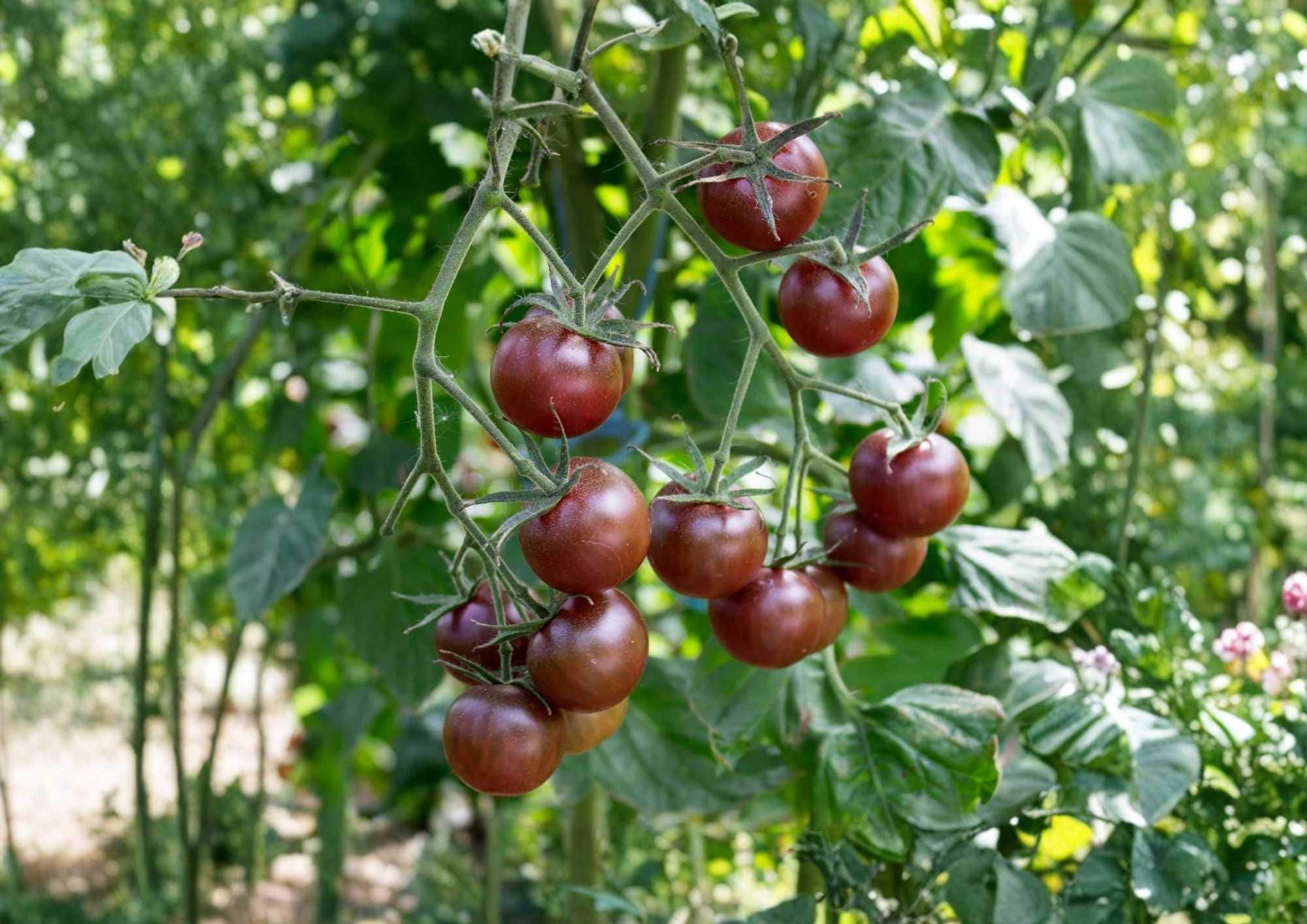 Paul Robeson Tomato Seeds – Heirloom Vegetable Seeds for Garden, Dark Red Brown Tomato, Rich Smoky Flavor, Medium Large, Non-GMO