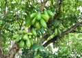 Bilimbi Cucumber Tree Cutting 12–24 Inches Tall – Averrhoa bilimbi – Fast Shipping