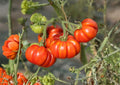Amana Orange Tomato Seeds – Heirloom Non-GMO Large Golden Orange Beefsteak Vegetable Seeds for Garden Planting