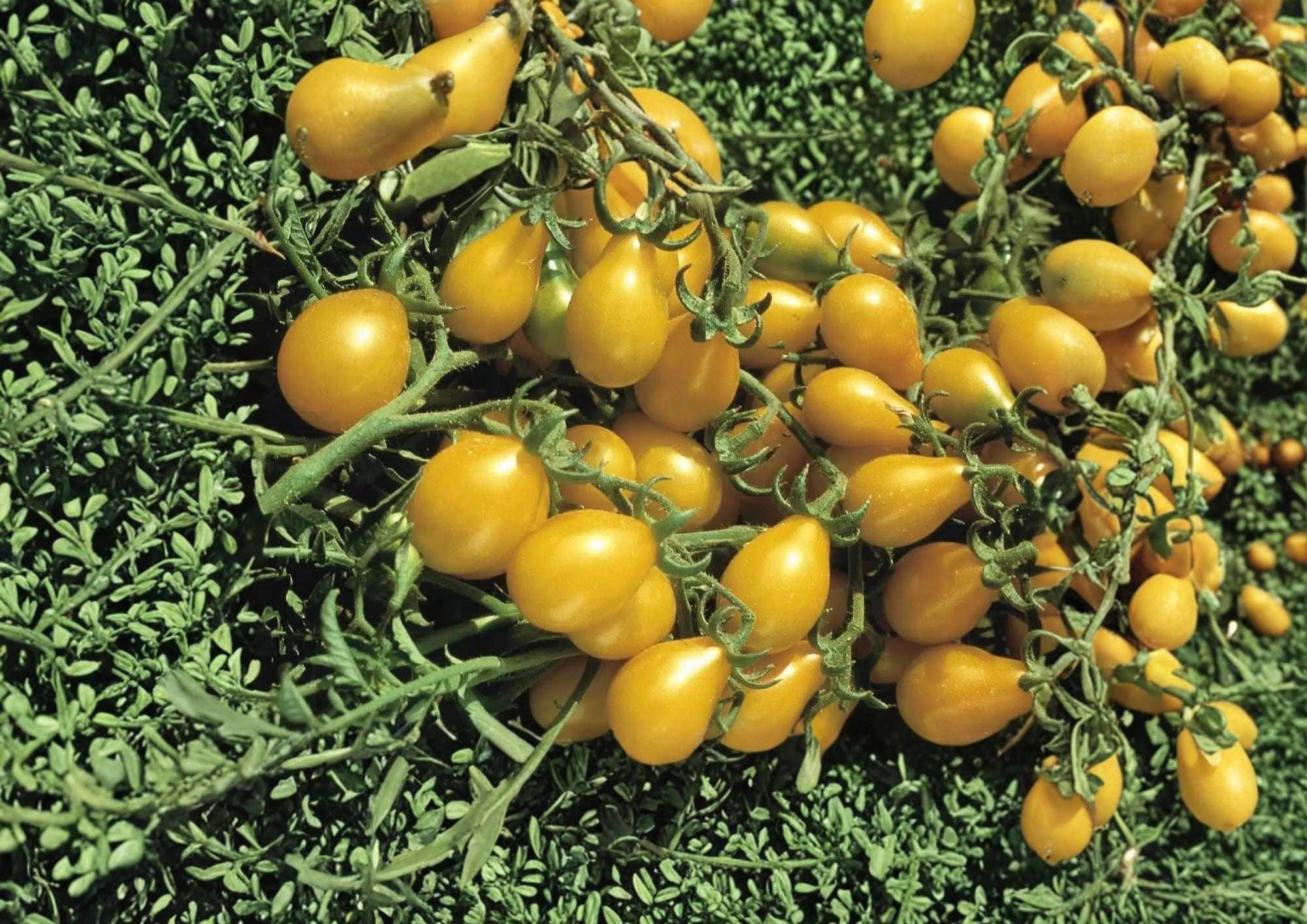 Yellow Pear Tomato Seeds, Heirloom Non-GMO Vegetable Seeds for Garden, Small Pear-Shaped Yellow Tomatoes, Sweet Flavor, Fresh Stock