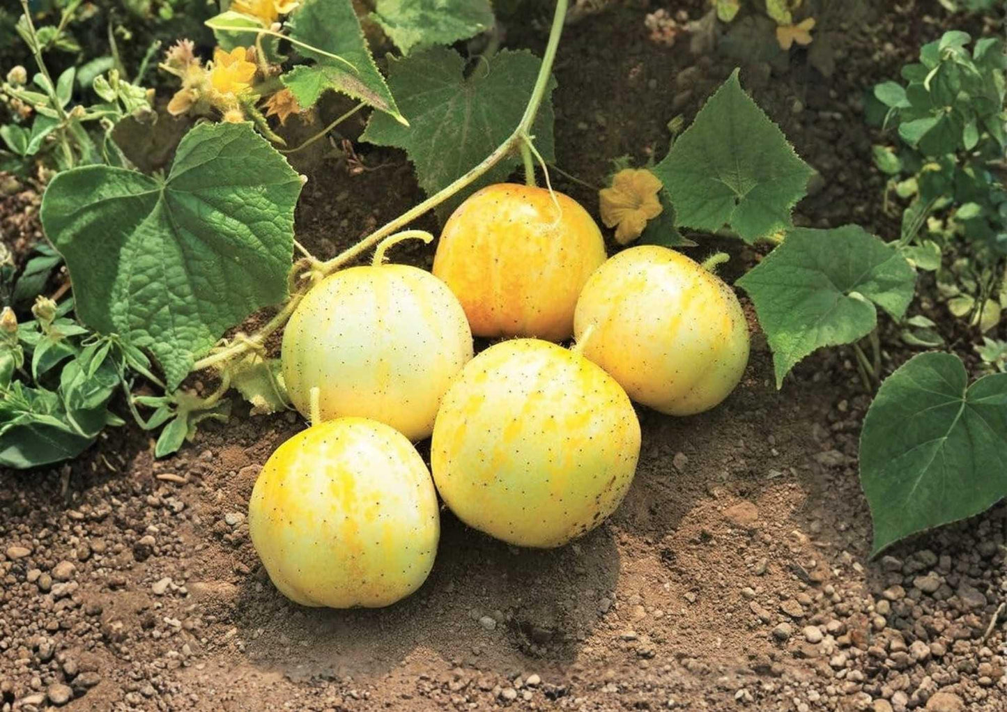 Lemon Cucumber Seeds, 100+ Heirloom Non-GMO, Rare Vegetable Seeds for Garden, Round Yellow Cucumber, Sweet Mild Flavor, Unique Variety