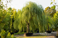 Weeping Willow Unrooted Tree Cuttings – Salix babylonica – Cascading Ornamental Willow for Landscape Planting