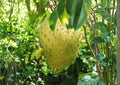Golden Yellow Soursop Live Fruit Tree 1-2 Feet Tall – Annona muricata – Easy to Grow Tropical Fruit Tree