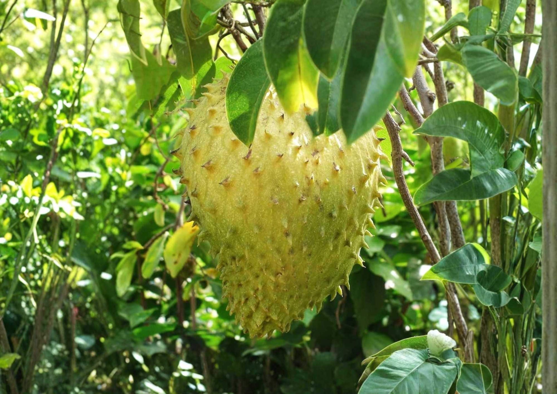 Golden Yellow Soursop Live Fruit Tree 1-2 Feet Tall – Annona muricata – Easy to Grow Tropical Fruit Tree