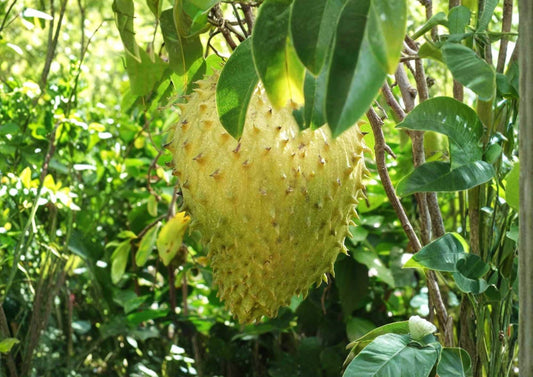 Golden Yellow Soursop Live Fruit Tree 1-2 Feet Tall – Annona muricata – Easy to Grow Tropical Fruit Tree