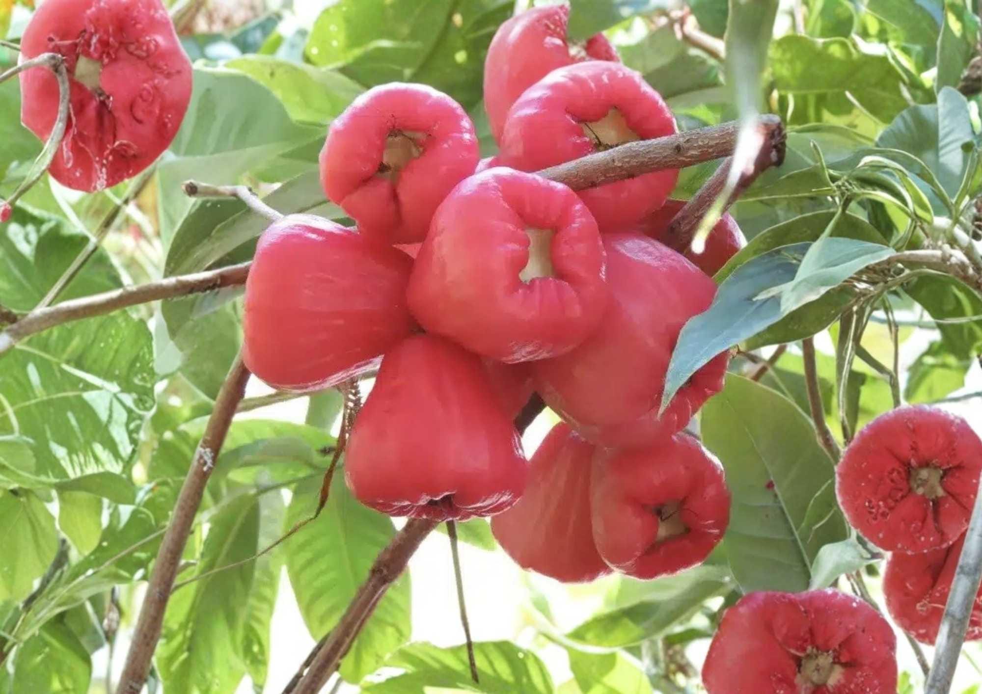Pink Malay Apple Live Fruit Tree 24-36 Inches Tall – Syzygium malaccense – Edible Tropical Fruit Tree