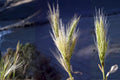 Virginia Wildrye Seeds – Native Prairie Grass, Elymus virginicus, Cool-Season, Erosion Control, Wildlife Habitat, Low Maintenance