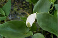 Arrow Arum Seeds | Native Wetland Aquatic Plant | Peltandra virginica | Pond & Rain Garden Native Plant Seeds