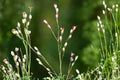 Beaked Panicgrass Seeds (Panicum anceps) Native Woodland Grass for Erosion Control & Wildlife Habitat, 100 Seeds