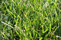 Tall Fescue Grass Seeds 100 Pack | Durable Cool-Season Turf Grass | Festuca arundinacea ‘Fawn’