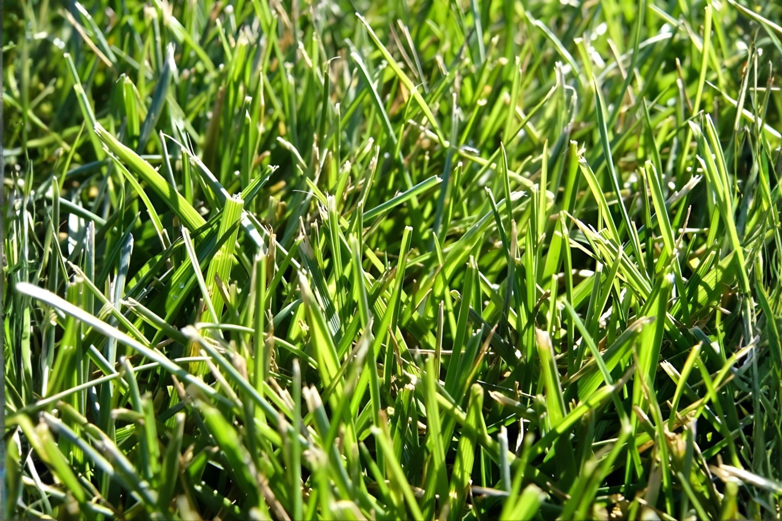 Tall Fescue Grass Seeds 100 Pack | Durable Cool-Season Turf Grass | Festuca arundinacea ‘Fawn’