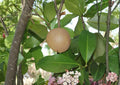Mamey Apple Live Fruit Tree 12-24 Inches Tall – Mammea americana – Tropical Fruit Tree – Fast Shipping