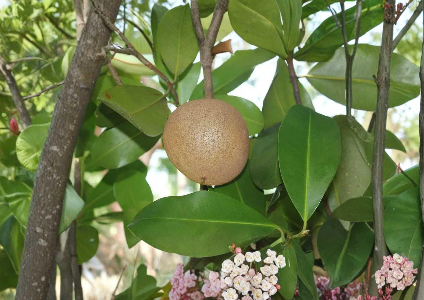 Mamey Apple Live Fruit Tree 12-24 Inches Tall – Mammea americana – Tropical Fruit Tree – Fast Shipping
