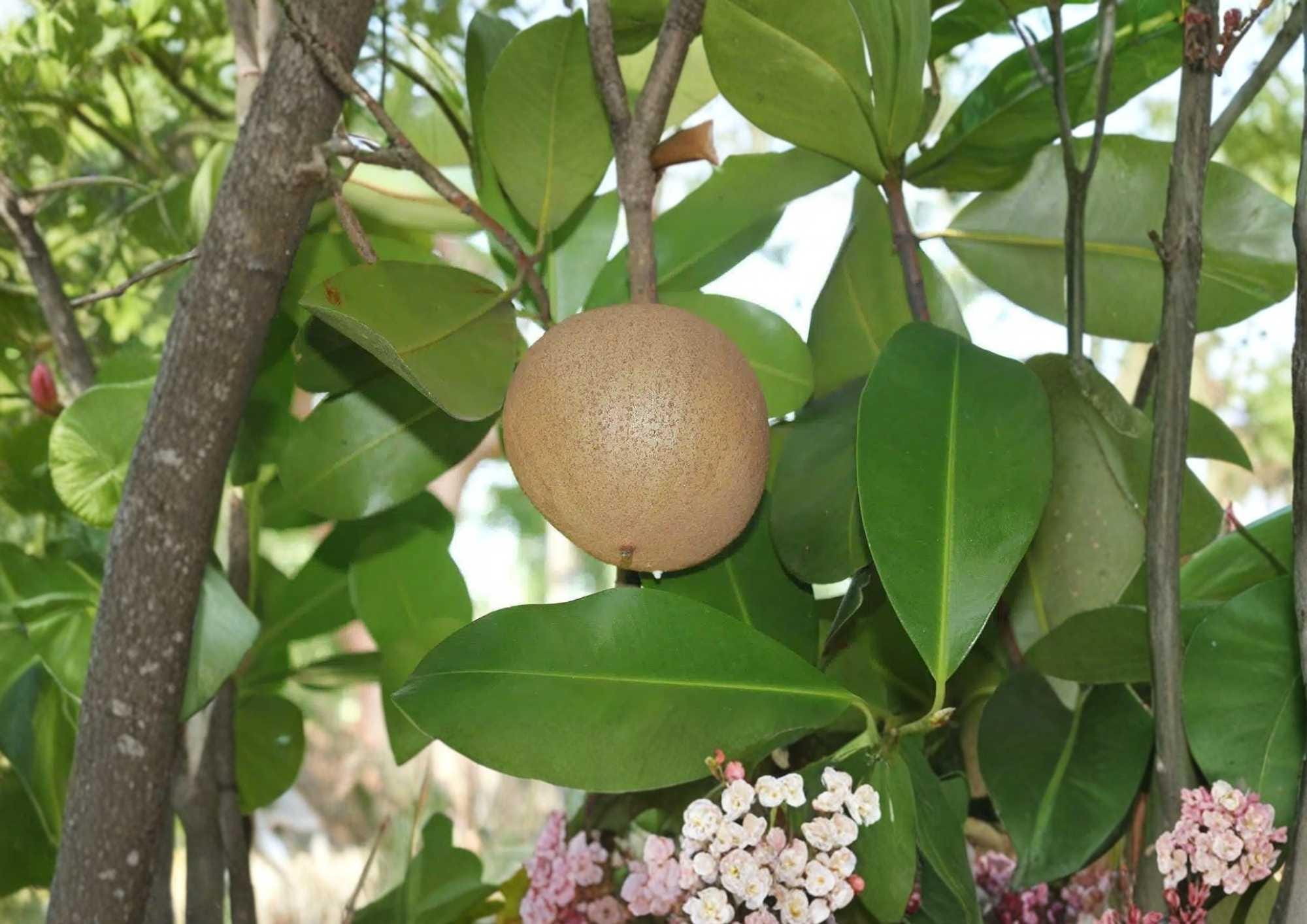 Mamey Apple Live Fruit Tree 12-24 Inches Tall – Mammea americana – Tropical Fruit Tree – Fast Shipping