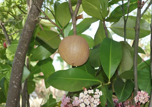 Mamey Apple Live Fruit Tree 12-24 Inches Tall – Mammea americana – Tropical Fruit Tree – Fast Shipping