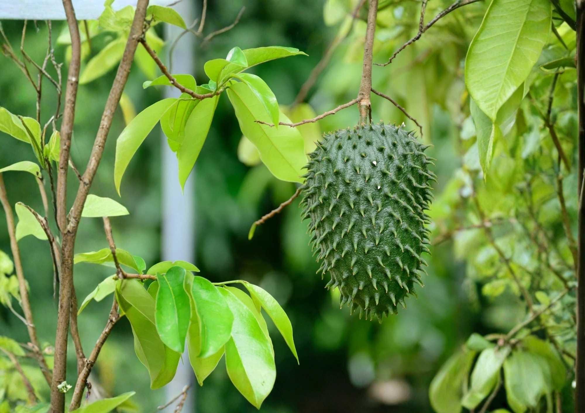 Soursop Live Fruit Tree 12-24 Inches Tall – Annona muricata – Non-GMO Tropical Fruit Tree for Garden and Patio