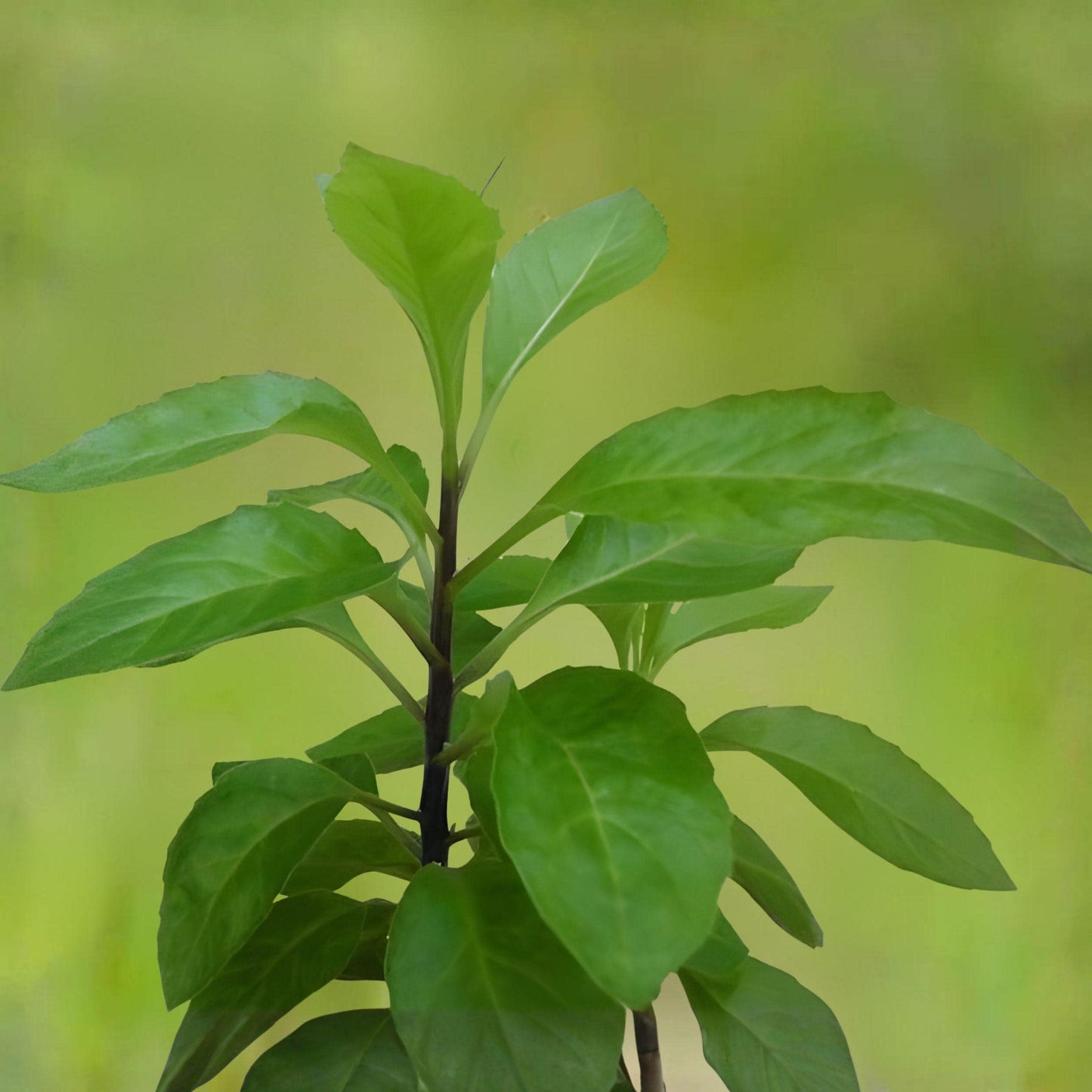 Longevity Spinach Starter Plant Gynura Procumbens Edible Green for Garden or Container Growing