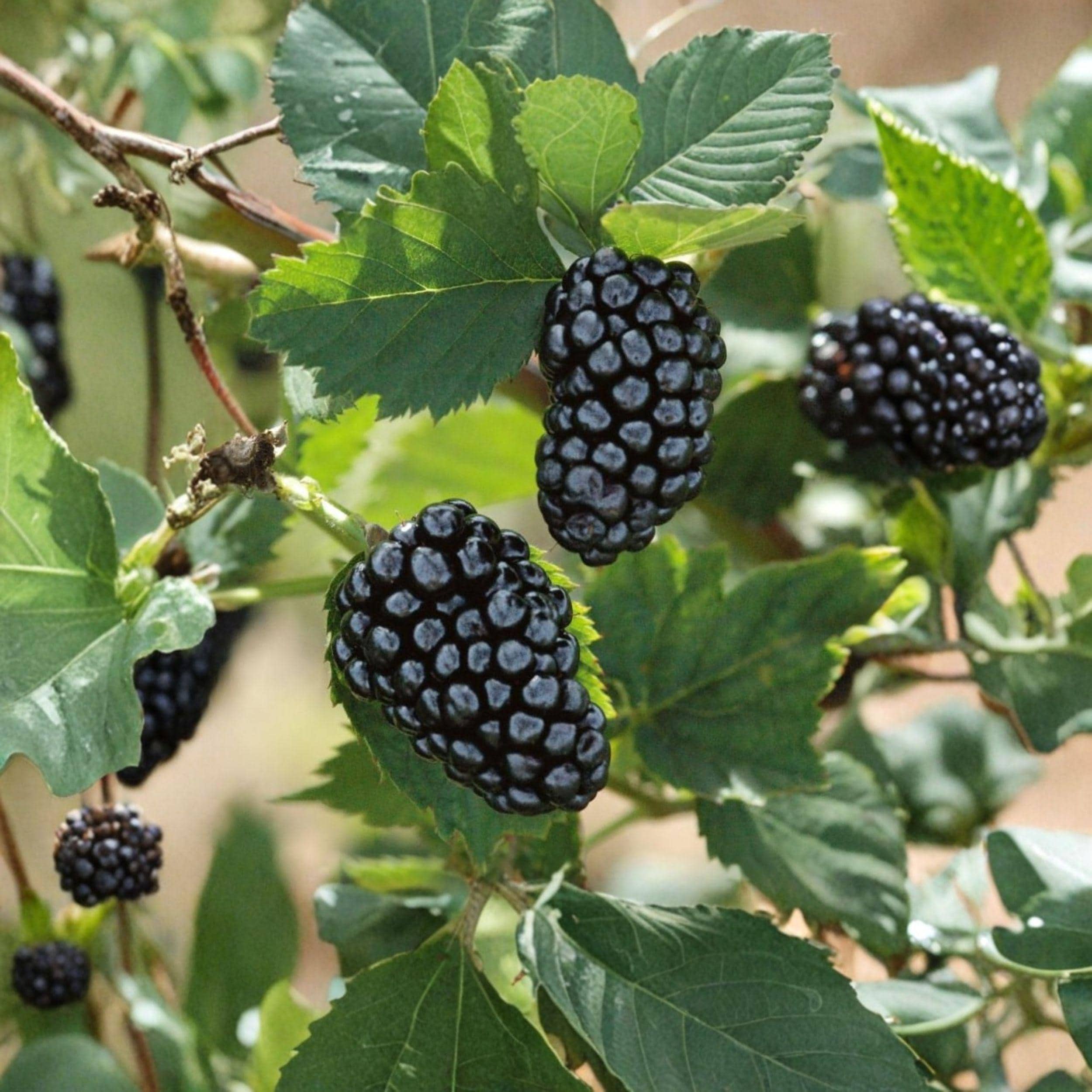 Sweetie Pie Thornless Blackberry Plant – 6-12 Inch Berry Garden Starter, Rubus fruticosus var. 'Sweetie Pie'