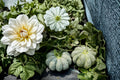 Prescott Fond Blanc Melon Seeds – Cucumis melo Heirloom French Vining Melon with Orange Flesh
