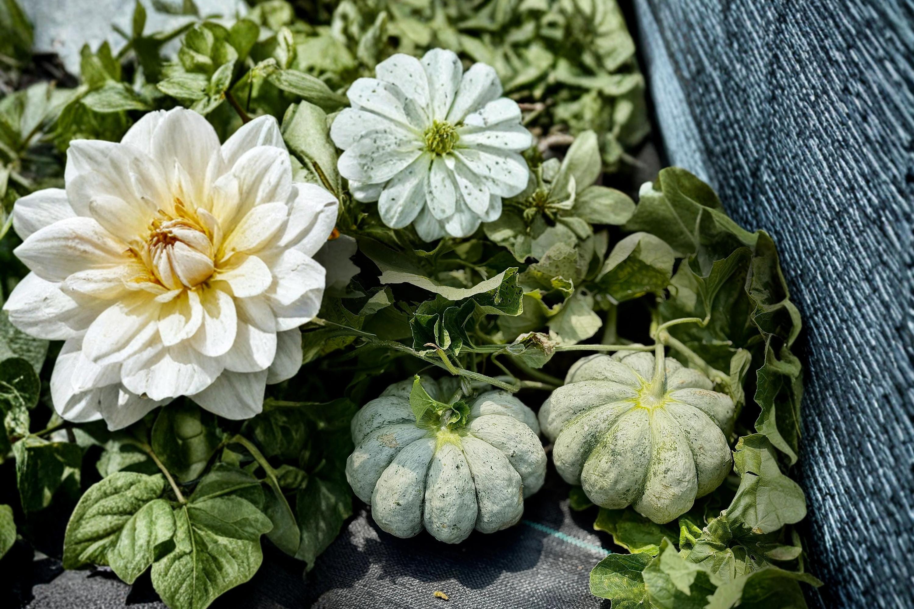 Prescott Fond Blanc Melon Seeds – Cucumis melo Heirloom French Vining Melon with Orange Flesh
