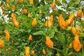Trinidad Perfume Pepper Seeds – Capsicum chinense Sweet, Aromatic, Mild Heat, Garden & Container Planting