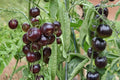 Black Pearl Cherry Tomato Seeds – Solanum lycopersicum Dark Fruit, Small Heirloom Tomato for Garden & Container Planting