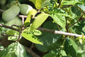 Pawpaw Tree Seeds 10 Pack – Asimina triloba Native Fruit Tree for Garden, Edible Green Fruit, Deciduous, Perennial Plant