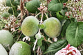 Pineapple Guava Seeds – Acca sellowiana – Edible Fruit, Ornamental Shrub, Tropical Fruit Plant, Garden Tree
