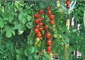 120+ Isis Candy Cherry Tomato Seeds – Heirloom Red Gold Cherry Variety, Rare Vegetable Seeds for Garden Planting, High Yield, Extra Sweet
