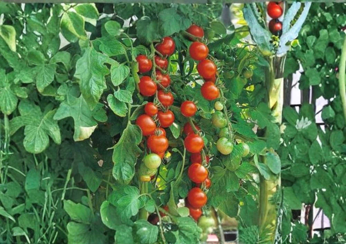120+ Isis Candy Cherry Tomato Seeds – Heirloom Red Gold Cherry Variety, Rare Vegetable Seeds for Garden Planting, High Yield, Extra Sweet
