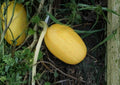 25+ Spaghetti Squash Seeds, Organic Heirloom Non-GMO Winter Squash Seeds for Gardening, Pasta Substitute, High Yield, Fast Shipping