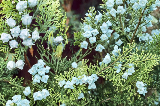 Oriental Arborvitae Seeds – Platycladus orientalis, Evergreen Conifer for Hedging & Ornamental Landscaping, 30 Seeds