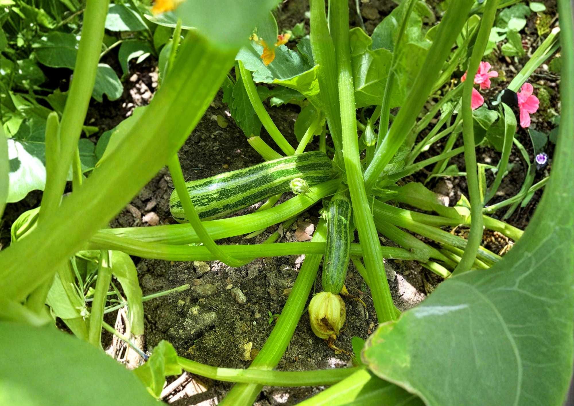 Cocozelle Zucchini Seeds, Heirloom Summer Squash, Italian Vegetable Seeds, Green Striped Zucchini, High Yield, Easy to Grow