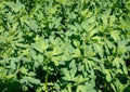 Alfalfa Seeds 1500+ Heirloom Non-GMO Microgreens Cover Crop for Garden, Sprouting Salad Greens, Fast Growing, Nutritious Herb Seeds