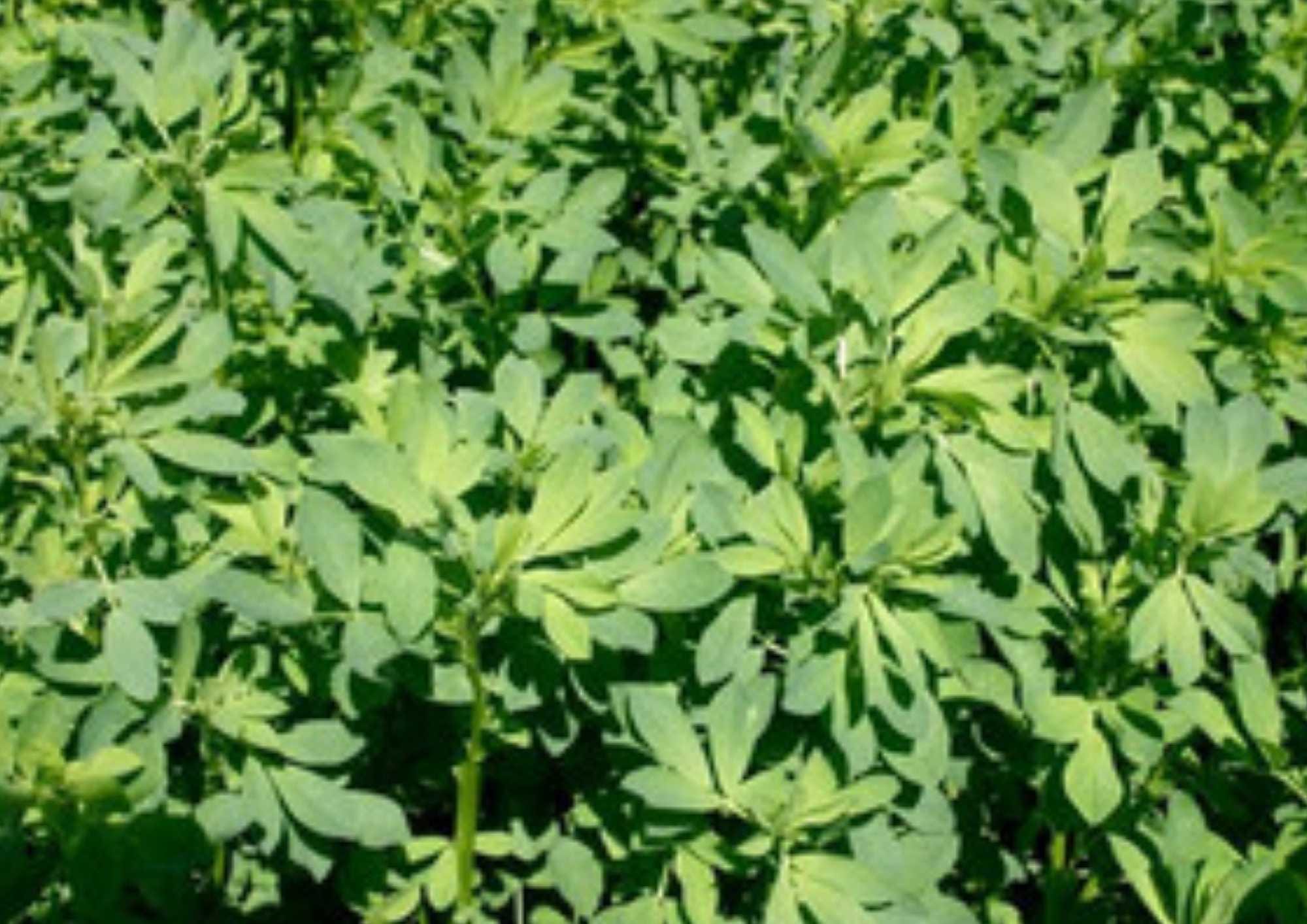 Alfalfa Seeds 1500+ Heirloom Non-GMO Microgreens Cover Crop for Garden, Sprouting Salad Greens, Fast Growing, Nutritious Herb Seeds