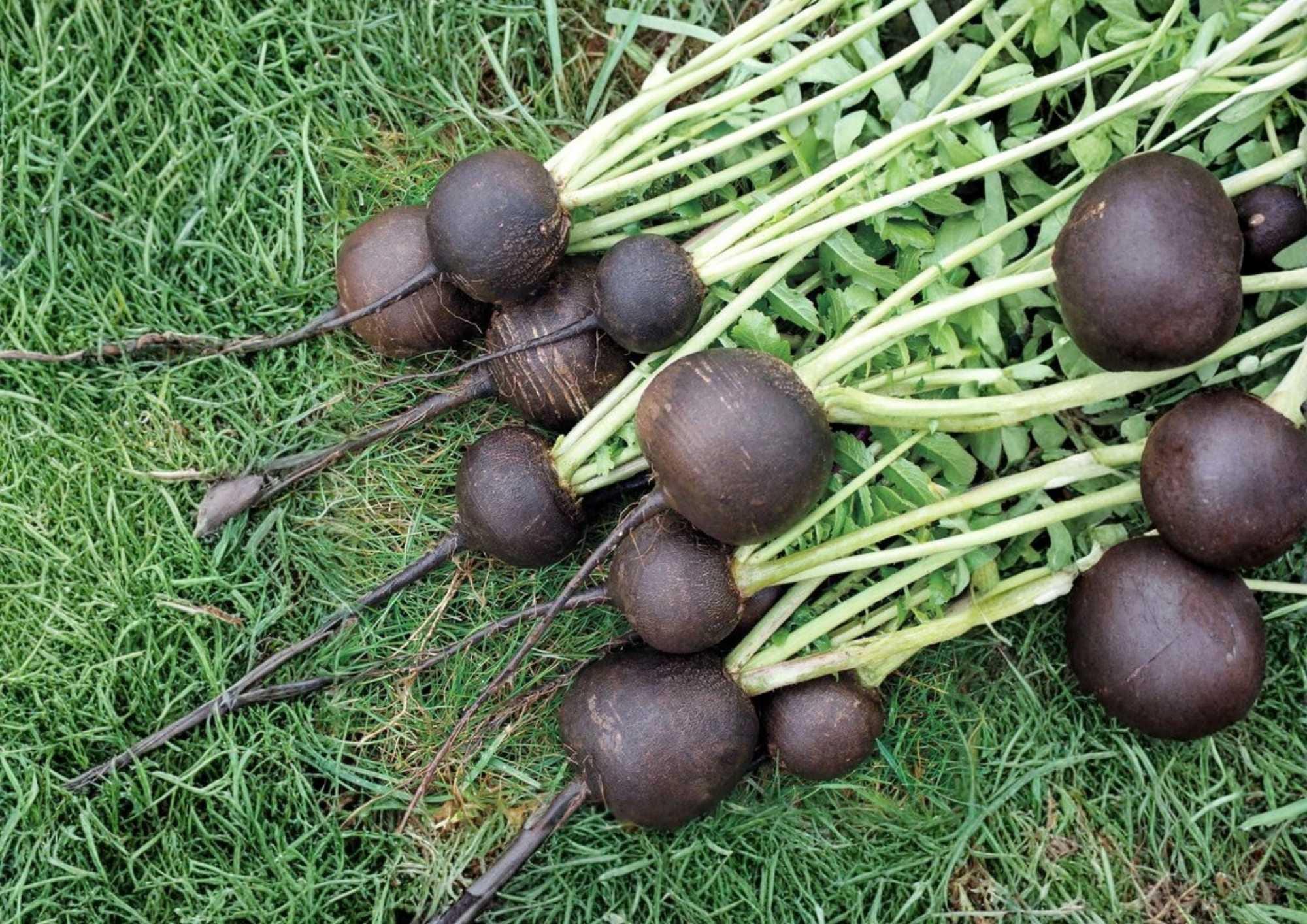 Black Spanish Round Radish Seeds – Organic Heirloom Non-GMO Vegetable Seeds for Garden Planting, Crisp White Flesh, Large Black Skin