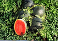 Giant Black Diamond Watermelon Seeds, Organic Heirloom Non-GMO Fruit Seeds for Garden Planting, Sweet Juicy Large Melon Variety