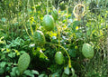 West Indian Gherkin Seeds – 100+ Burr Spike Cucumber Seeds for Garden, Mini Spiny Pickling Cucumbers, High Yield Vine, Fast Growing
