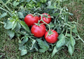 120+ Sub Arctic Plenty Tomato Seeds – Heirloom Non-GMO Vegetable Seeds for Cold Hardy, Early Maturing Red Tomatoes, Garden Planting