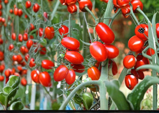 Napoli Tomato Seeds 120+ Heirloom Non-GMO Vegetable Seeds for Garden, Italian Paste Plum Tomatoes for Sauce and Canning